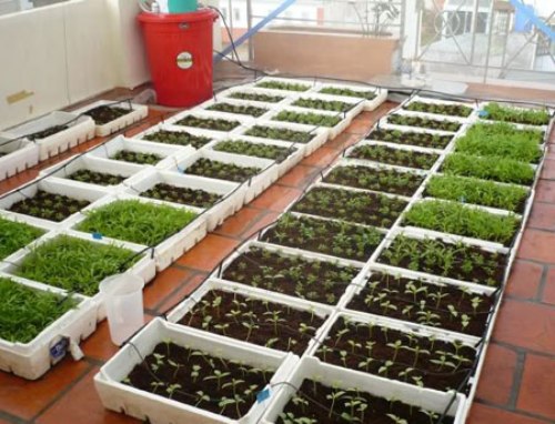 Mô hình trồng rau sạch trên sân thượng